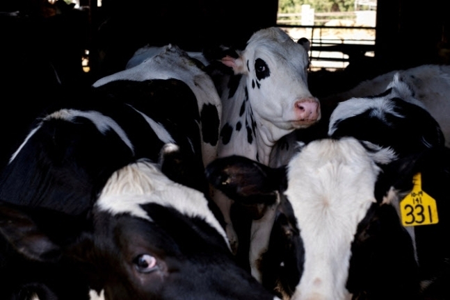 미국 일리노이주 농장에 젖소들이 인식표를 달고 있다. 로이터