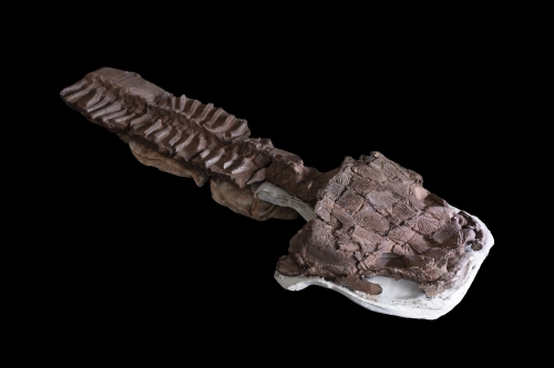 가이아시아의 머리뼈와 척추뼈 화석  아르헨티나 부에노스아이레스대 제공