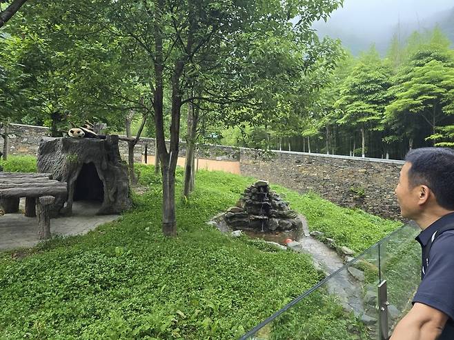강철원 에버랜드 사육사가 지난 4일 중국 쓰촨성 워룽 선수핑 판다기지를 방문해 야외 방사장에서 놀고 있는 푸바오를 바라보고 있다. 에버랜드 제공