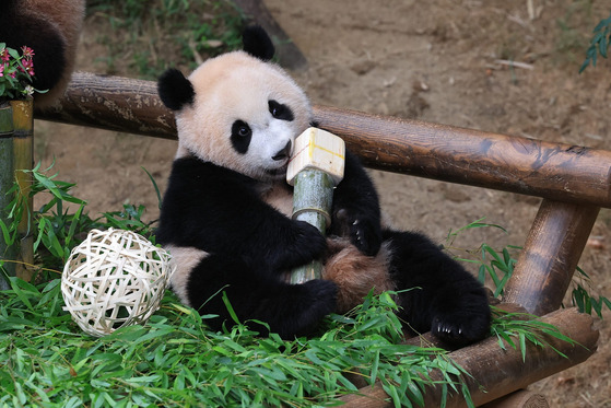 Hui Bao plays with a microphone made with bamboo she picked up during the doljabi event. [SAMSUNG C&T]