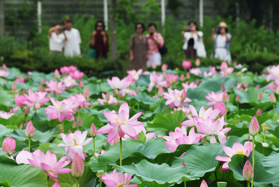 Visitors take photos of lotus flowers at Semiwon in Yangpyeong, Gyeonggi, on Sunday. [YONHAP]