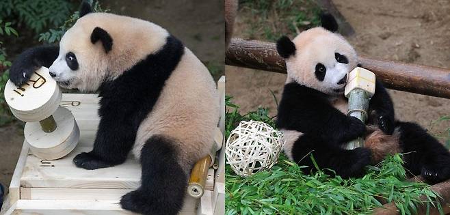 아령 잡은 루이바오와 마이크 잡은 후이바오 [에버랜드 제공. 재판매 및 DB 금지]