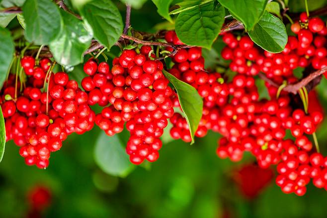 클립아트코리아 제공