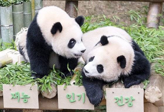 7일 경기 용인시 에버랜드에서 루이바오(왼쪽)와 후이바오가 돌잡이를 하고 있다. [뉴스1]