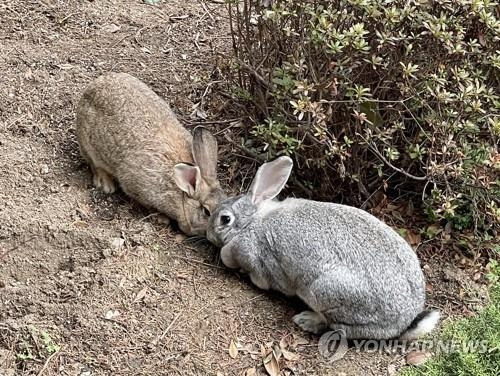 토끼[사진출처=연합뉴스]