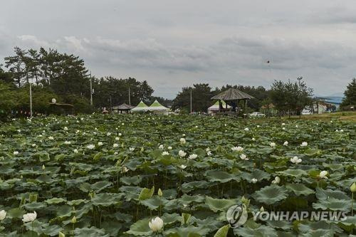 하소백련 재배단지 [연합뉴스 자료사진]