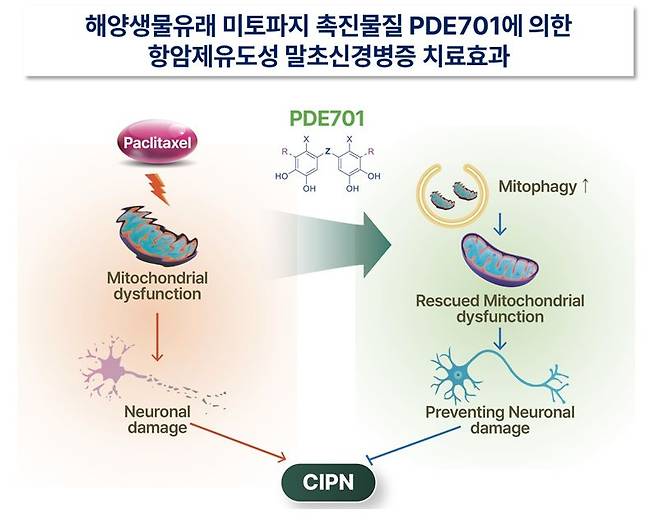 해양생물 유래 미토파지 촉진물질 ‘PDE701’에 의한 항암제 유도성 말초신경병증 치료 효과. 동아대 제공