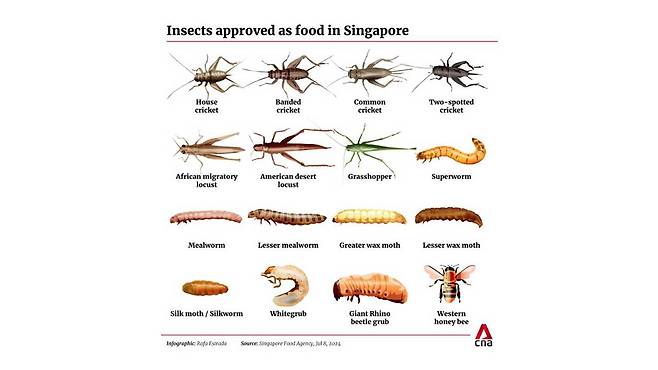 싱가포르 정부가 식품으로 승인한 곤충 16종 [싱가포르 방송 채널뉴스아시아(CNA) 홈페이지 캡처]