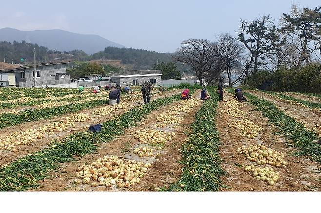 양파 수확 현장. 전남도 제공