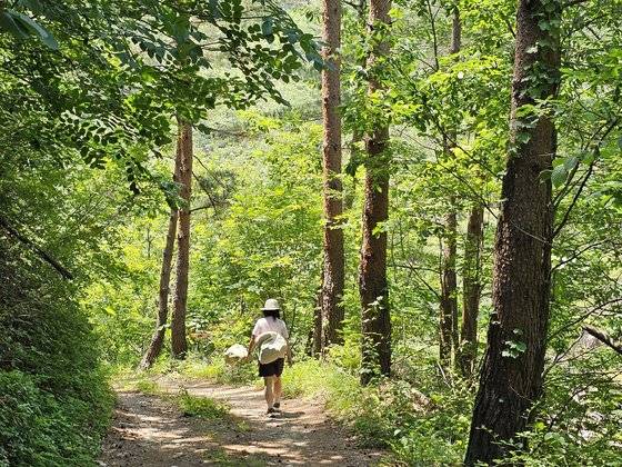 재량밭골 가는 숲길. 미끈한 금강소나무가 쭉쭉 뻗어 있다.