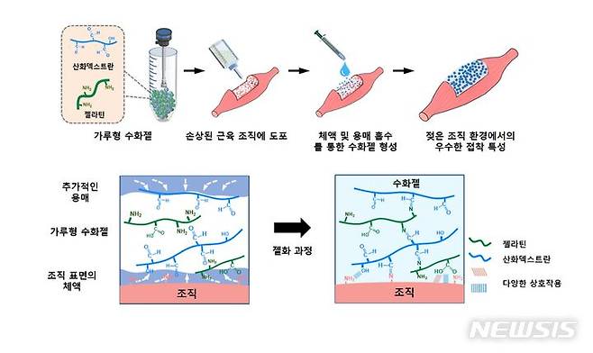 [광주=뉴시스]젖은 환경에서 부착성을 유지하는 분말형 수화젤 모식도