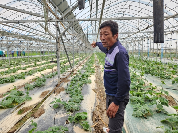 경북 의성에서 오이를 재배하는 구자현씨가 전날까지 내린 호우로 침수가 됐던 비닐하우스 내에서 11일 침수 상황과 생육 전망을 설명하고 있다. 경북 곽소영 기자