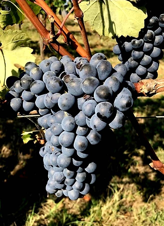 바르베라. 스카르파 인스타그램