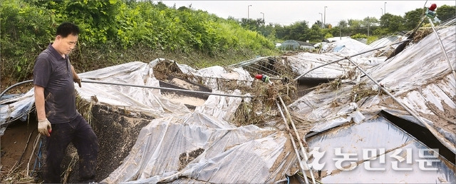 충남 금산군 추부면 비례리의 깻잎농가 서호석씨가 10일 새벽에 내린 집중호우로 무너져 내린 시설하우스를 보고 있다.