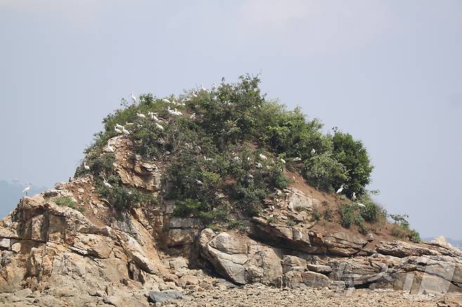 지난 3~4월 인천시 중구 운북동 일대 한 섬에서 발견된 멸종위기종 I급 저어새의 모습. 홍소산 영종환경연합 제공)2024.7.14) /뉴스1