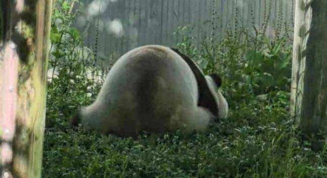 할부지가 다시 떠나고난뒤 머리를 땅에 대고 한참 동안 일어나지 않았던 푸바오