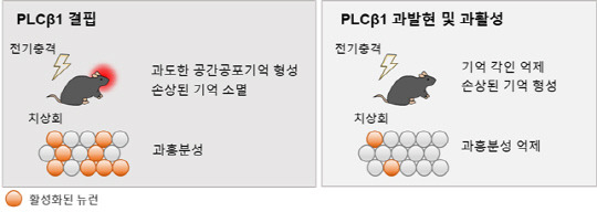 KAIST는 외상후스트레스장애(PSTD)와 같은 정신질환을 과도한 기억 형성에 관여하는 단백질을 광유전학 기술을 활용해 줄일 수 있는 기술을 개발했다. 사진은 뇌 기억 형성에 관여하는 'PLCβ1' 발현 조절을 통해 관찰된 실험용 쥐의 공포 반응 모습. KAIST 제공