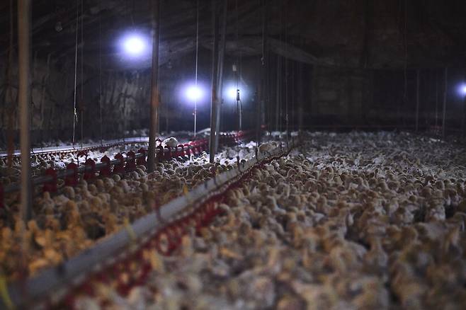 국내 양계농장의 밀집 사육 현장이 동물권단체들의 잠입 조사를 통해 드러났다. 삼계탕으로 소비되는 닭들은 움직일 수 있는 공간이 극도로 제한된 상황에서 먹이 섭취가 불가능할 정도로 밀집 사육되고 있었다. 동물해방물결 제공