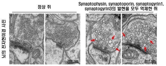 박대훈 카톨릭대 교수팀의 연구자료 이미지./사진제공=가톨릭대