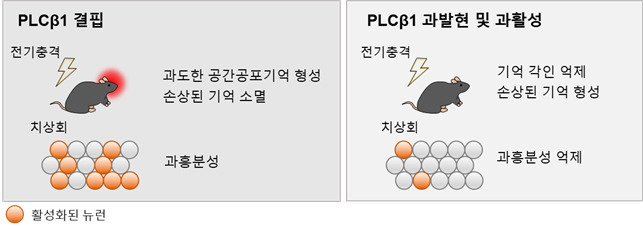 해마 치상회에서 PLCβ1 발현 조절을 통해 관찰된 결과 요약.[KAIST 제공]