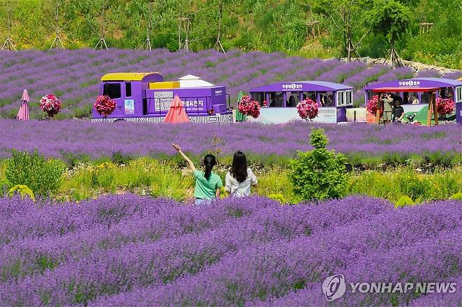 보랏빛 세상 '라벤더 축제' [동해시 제공. 재판매 및 DB 금지]