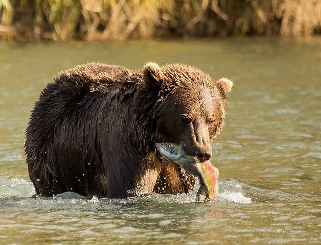 연어 사냥에 성공한 코디악곰. 연어는 코디악곰 식단의 64%를 차지한다./U.S.Fish&Wildlife Alaska