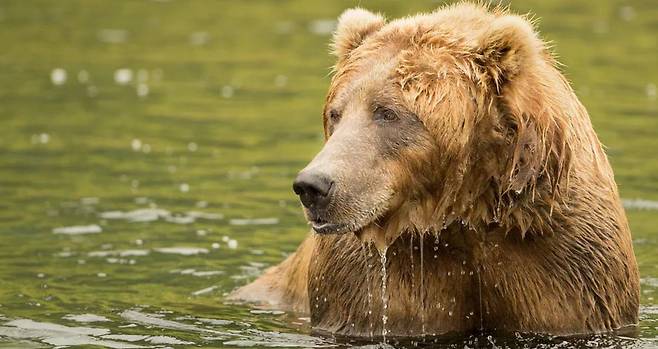 물가에서 멱을 감는 코디악곰. 지상 최대의 곰의 풍모가 한껏 드러난다./Lisa Hupp/USFWS