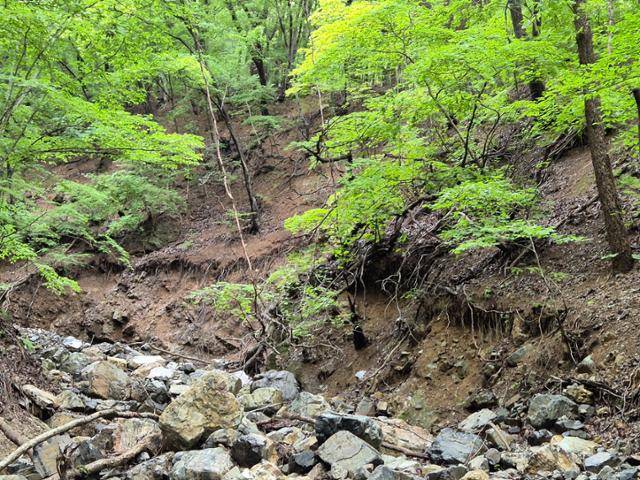 경주 토함산 일대인 황용동 산116번지 계곡 주변에 산사태로 인해 단차가 발생한 모습. 2022년 태풍 힌남노 영향으로 인해 불국사·석굴암 인근 등 경주 일대 곳곳에서 산사태가 발생했으나, 최근까지도 관계 당국이 인지하지 못해 방치됐었다. 올해 5월 녹색연합이 '경주 국립공원 토함산 산사태 위험 실태 보고서'를 통해 산사태 피해지 24곳을 공개한 이후, 관계 부처 합동조사가 지난달 말부터 이달 초까지 이뤄졌고 피해지 49곳이 추가로 발견됐다. 경주=최나실 기자