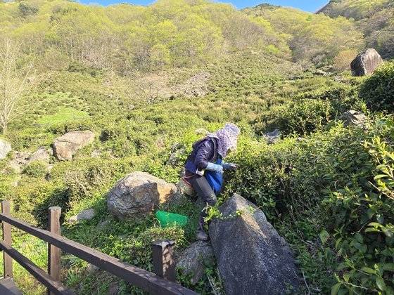 올해 경남 하동군 화개면의 한 녹차밭에서 한 일꾼이 잎을 따고 있다. 사진 농민 김태종