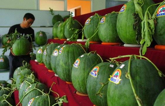광주광역시 북구 충효동 무등산수박 공동판매장에서 주민들이 상품성이 뛰어난 수박을 전시 하고 있다. 중앙포토