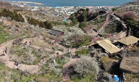 전남 광양시 다압면 청매실농원. 뉴스1