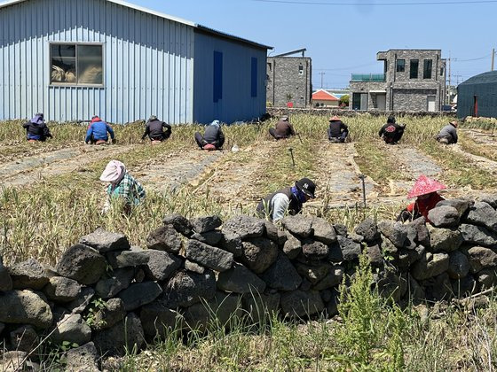 지난 5월 9일 오전 제주 서귀포시 대정읍의 500평(1653m²) 마늘밭에서 전옥자(75)씨 등 11명이 마늘 수확 작업을 하고 있다. 최충일 기자