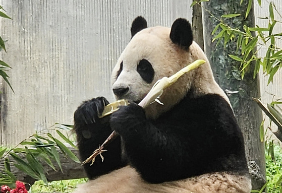 Fu Bao enjoys her bamboo at Wolong Shenshuping Panda Base in Sichuan Province in China on June 12, when she had her first public debut in China. [NEWS1]