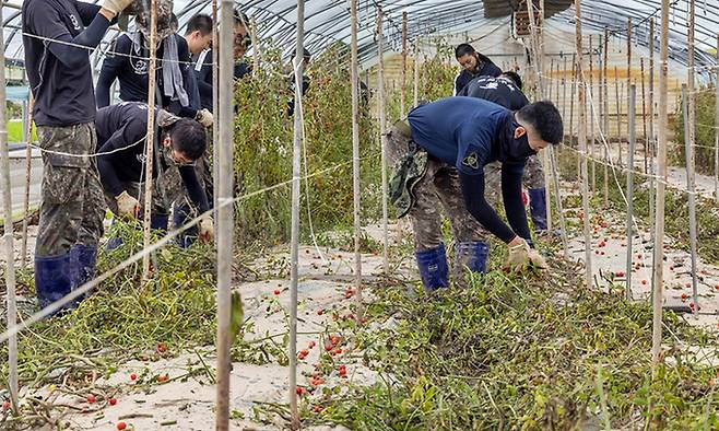 육군 제35사단 장병들이 16일 집중 호우로 수해가 발생한 전북 익산시 북부권 한 농가의 비닐하우스 시설을 찾아 수확이 불가능하게 된 방울토마도를 제거하고 지지대 등을 철거하는 작업을 돕고 있다. 익산시 제공