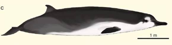 ‘부채이빨부리 고래’(Spade-toothed whale).