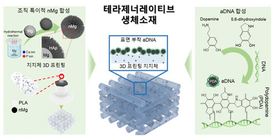 가톨릭대학교 연구팀이 고려대, 한양대 연구팀과의 공동연구를 통해 뼈 조직 치료와 재생 촉진을 동시에 갖춘 신개념 생체소재 ‘테라제너레이티브 생체소재’를 개발했다.