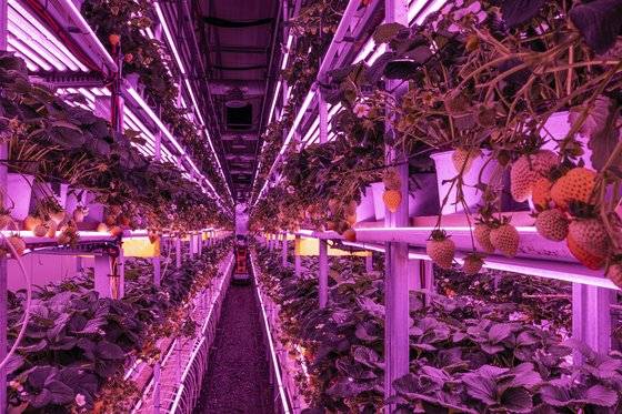 충북 옥천 옥천터널에 들어선 넥스트온(NEXTON)의 인도어팜(Indoor Farm). 중앙포토