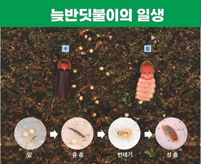 늦반딧불이 [시흥시 제공. 재판매 및 DB 금지]