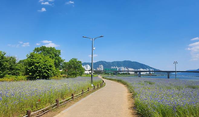 삼패지구 수레국화