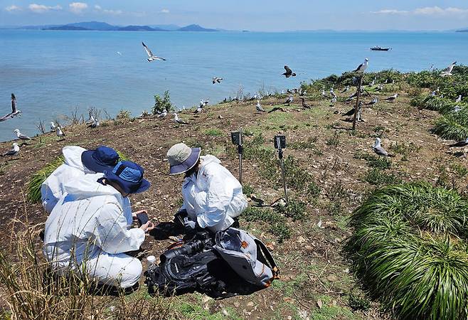 [목포=뉴시스]뿔제비갈매기 토사물 시료 채집. (사진=국립호남권생물자원관 제공) 2024.07.18. photo@newsis.com *재판매 및 DB 금지