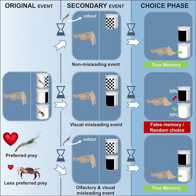 갑오징어에게 잘못된 기억을 유도하는 실험 설계. 갑오징어는 잘못된 기억을 재구성하고 새우가 있다고 착각해 빈 통을 골랐다(가운데 경로). iScience 제공