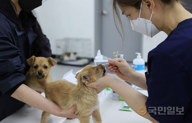 경주동물사랑보호센터에서 반려견 건강여부를 확인하고 있다. 경주시 제공