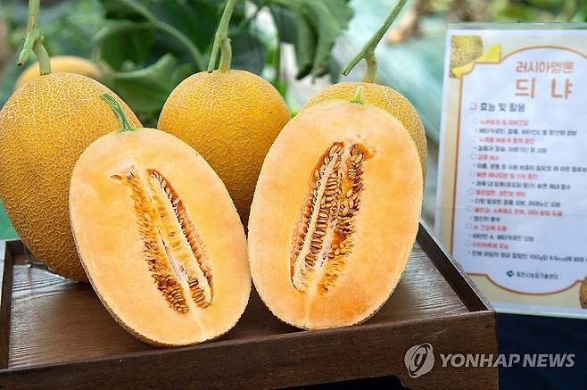 이색작물 '듸냐' (제천=연합뉴스) 22일 충북 제천시 봉양읍 연박리 농업기술센터 내 시범재배 하우스에서 재배된 이색 과일 '듸냐'. 멜론과 유사한 맛을 가진 듸냐는 중앙아시아의 인기 과일로 알려졌다. 2024.7.22 [제천시 제공. 재판매 및 DB 금지] vodcast@yna.co.kr