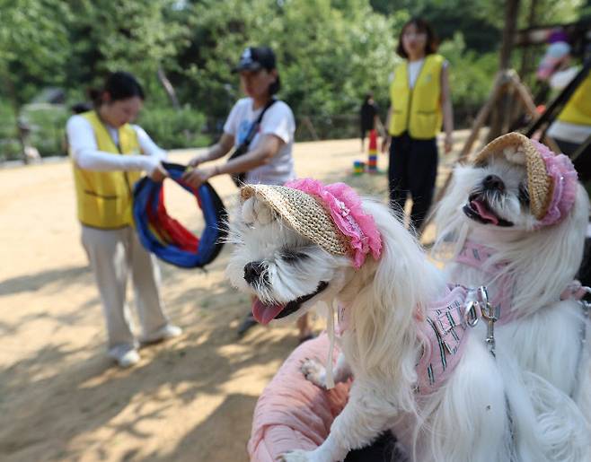 서울 은평구에 위치한 반려견 놀이터 모습(사진=연합뉴스)