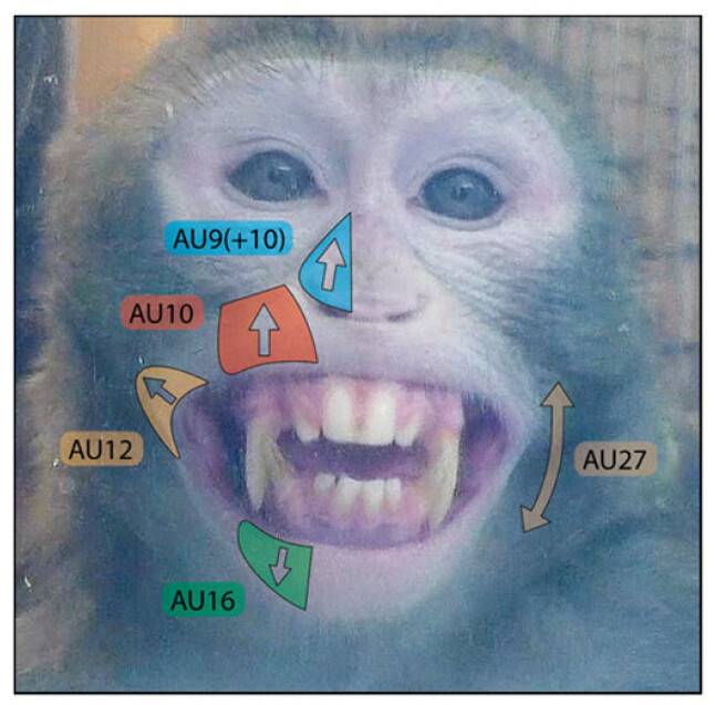 연구진은 이번 연구를 위해 개발한 ‘표정 인식 프로그램’(MaqFACS)을 활용해 수컷의 안면 근육 17개를 기준으로 표정을 기록했다. 제이미 화이트하우스/노팅엄 트렌트대 제공