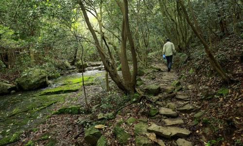전남 진도 첨찰산에 있는 상록수림. 겨울을 포함해 사철 내내 잎이 푸른 나무를 상록수라고 부른다. 세계일보 자료사진