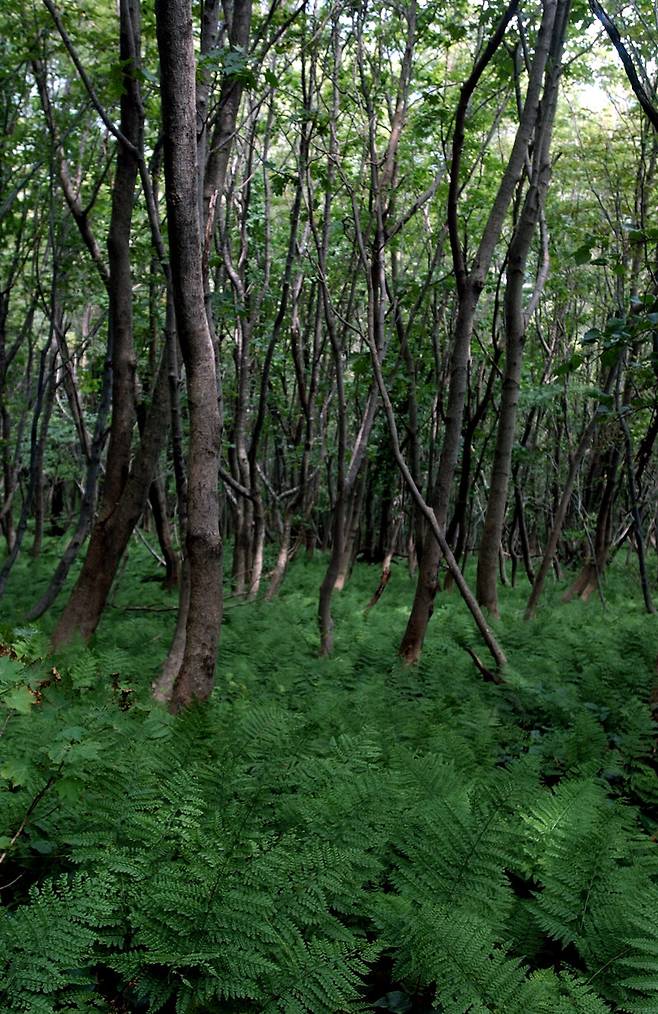 천연기념물 지정돼 있는 해발 940m 성인봉의 정상부를 빼곡히 채우고 있는 울릉도 특산 너도밤나무의 순군락과 지표를 뒤덮고 있는 참고사리가 때묻지 않은 원시림의 정취를 느끼게 한다. 한겨레 자료