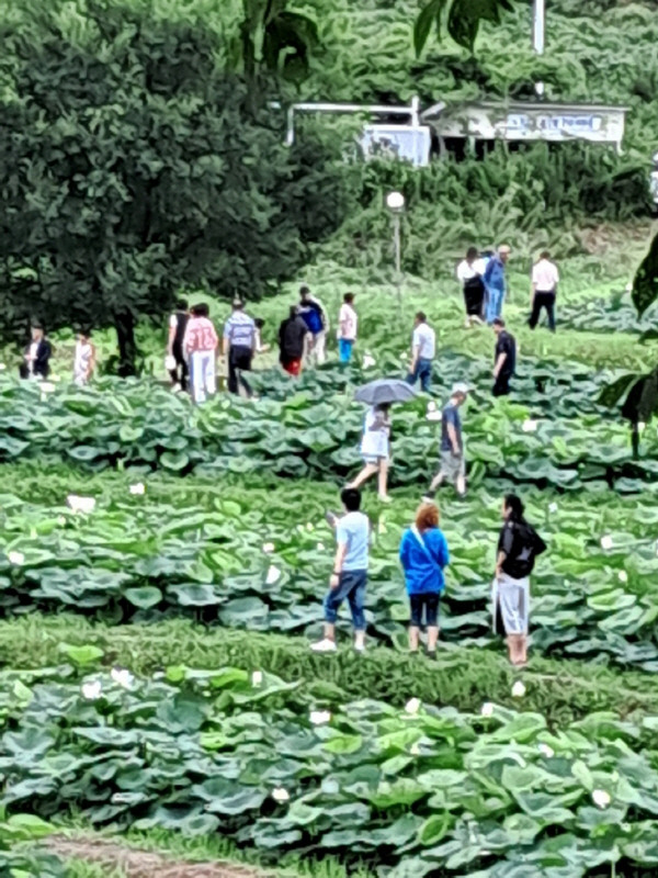 시민이 곰내연밭에서 연꽃을 구경하고 있다.