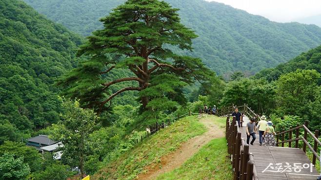 지리산 와운마을에 있는 천연기념물 424호 천녕송. 할매송과 한아시(할아버지)송 두 그루 중 크기가 더 크고 오래된 할매송을 가리킨다. 할매송에서 내려다보는 마을 전경이 일품이다                                                    남원｜김재범 기자