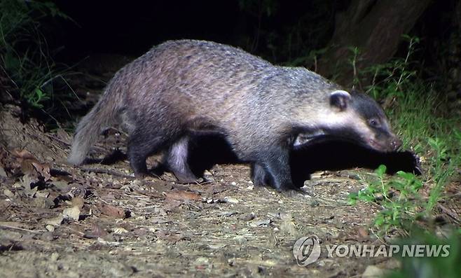 밤에 먹이 찾는 지리산 오소리 (함양=연합뉴스) 1일 경남 함양군 마천면 지리산 삼봉산 5부 능선에서 밤이 되자 얼굴이 길고 뾰족하게 생긴 오소리 한 마리가 오솔길을 따라 먹이를 찾아 걸어오고 있다. 우리나라에선 점차 사라져 가고 있는 야생동물 중 하나다. 2018.7.2 [와일드지리산 영상 콘텐츠 연구소 제공=연합뉴스] ccho@yna.co.kr